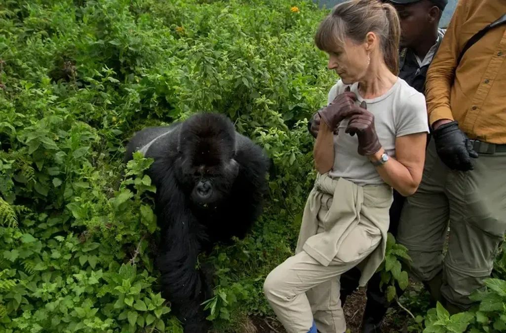 Gorilla Trekking Uganda