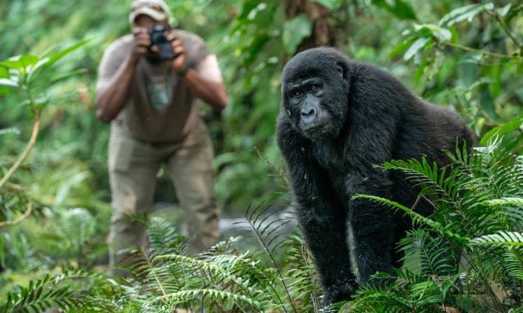 3 days Gorilla trekking