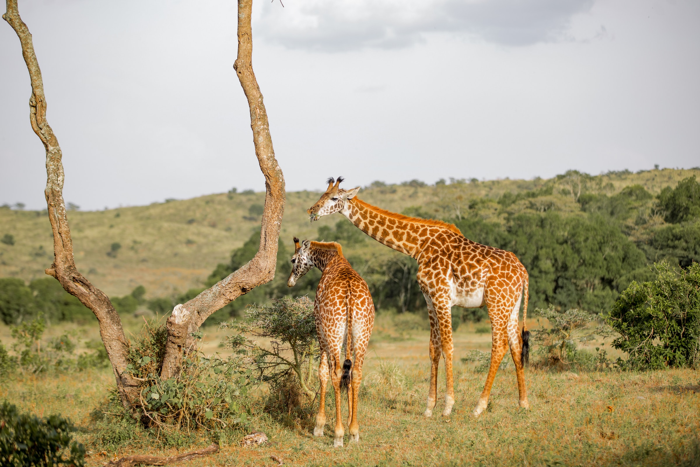 5 days Gorilla and Wildlife safari