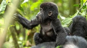 6 days Rwanda Gorilla Trekking