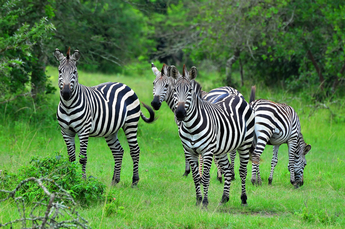 12 Days Wildlife Safari