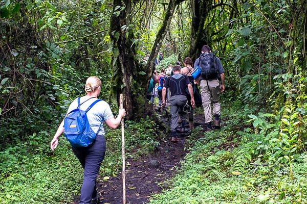 Best-Time-for-Gorilla-Trekking-in-Uganda-Rwanda-Congo