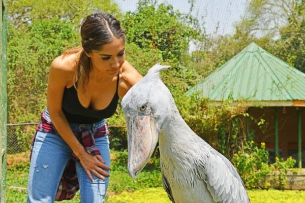 Uganda-birding-Safaris-Wild-Jungle-Trails-Uganda-Safaris