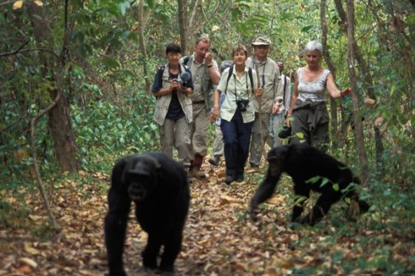 chimpanzee-tracking-1-750x450-2
